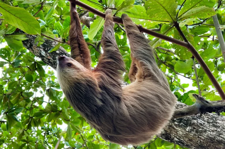 Perezoso en Cahuita, Costa Rica